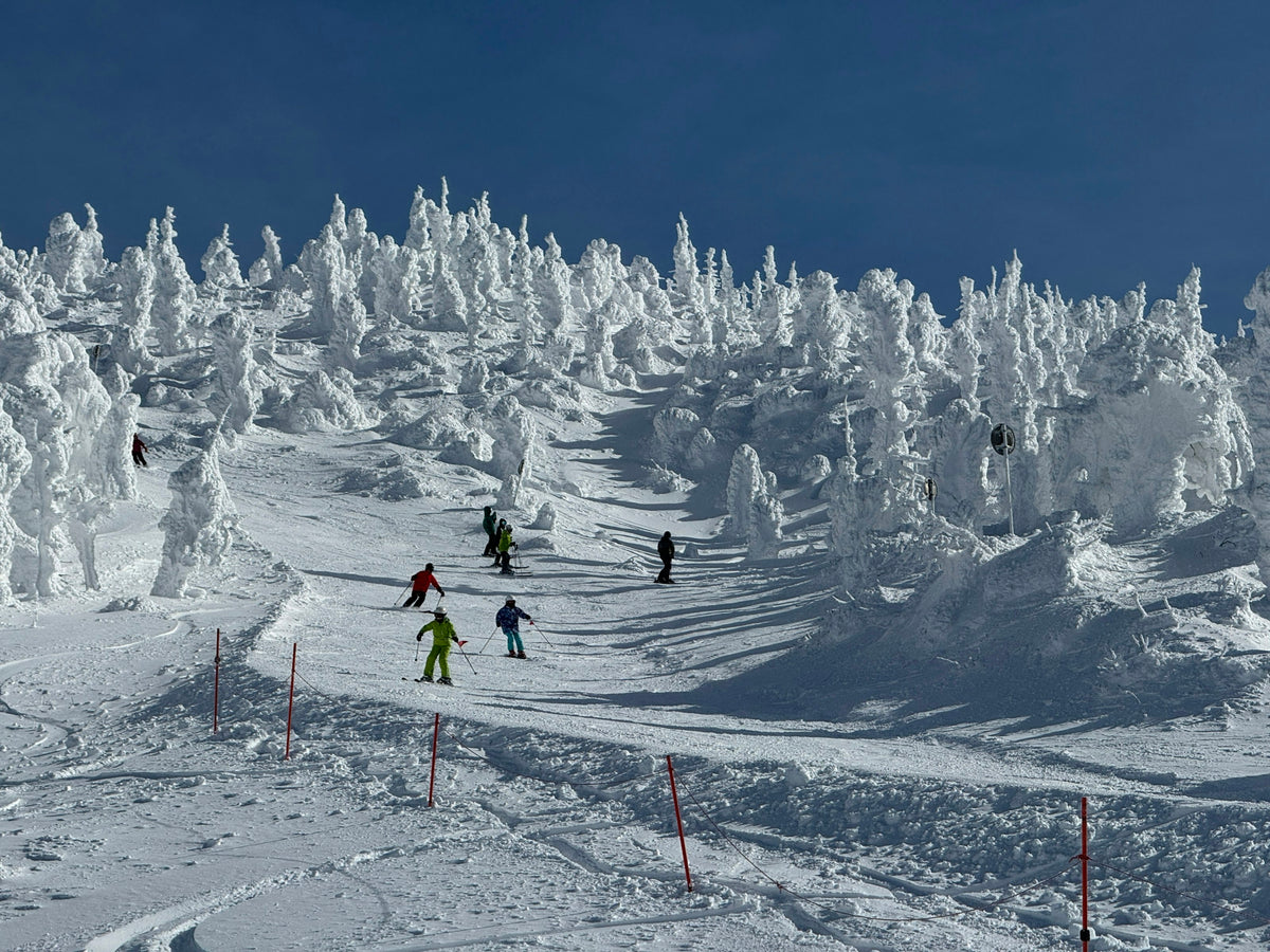 Group of skiers riding between snow-covered trees on a sunny day